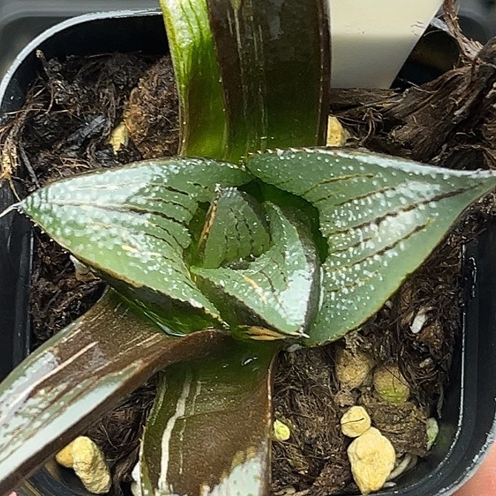 10巨大化芭提雅茜云锦