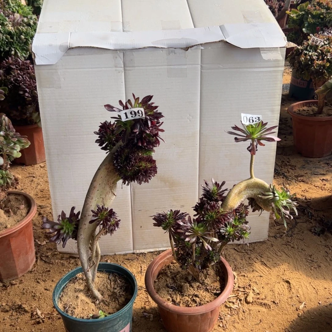 ?****?有伤两颗199.063高37.27