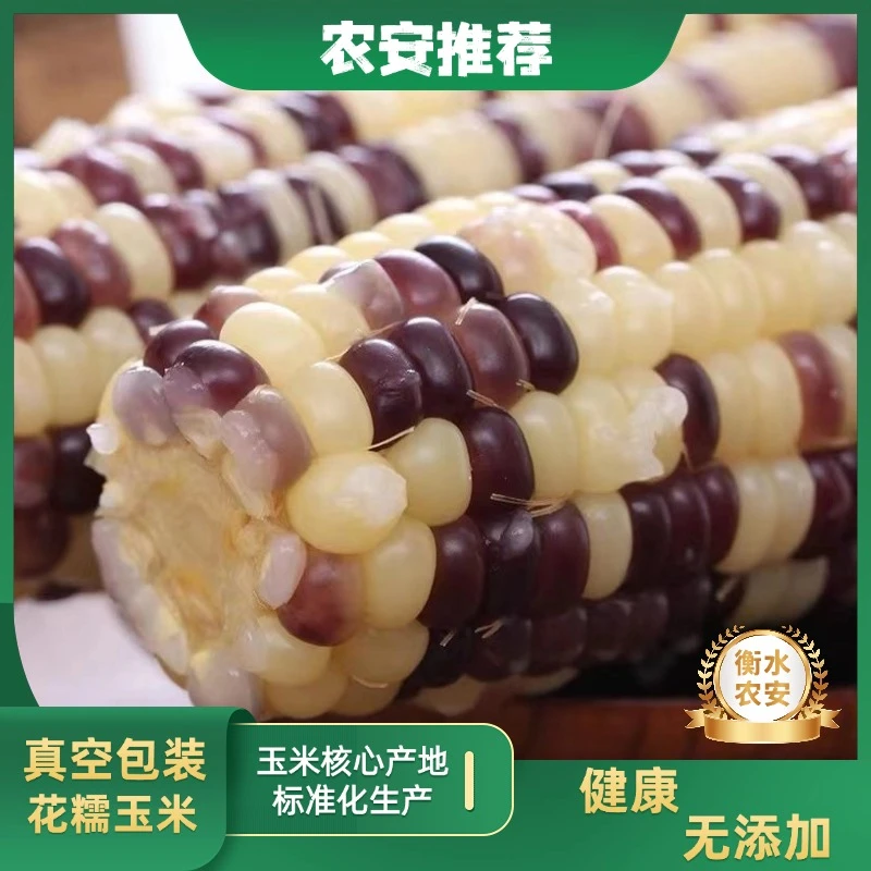 北纬40度精选花糯玉米代餐甜糯粘玉米棒