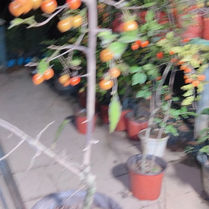 可***园无花朵哈哈哈哈哈哈