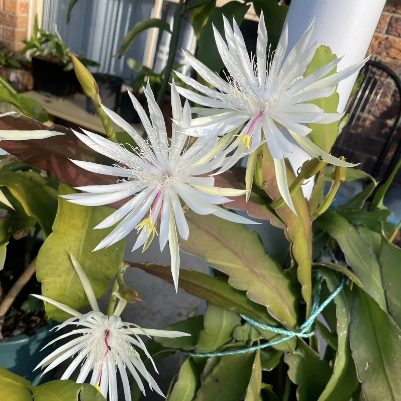 孔雀翎小叶昙花盆栽花卉庭院阳台垂钓植物新手易养护