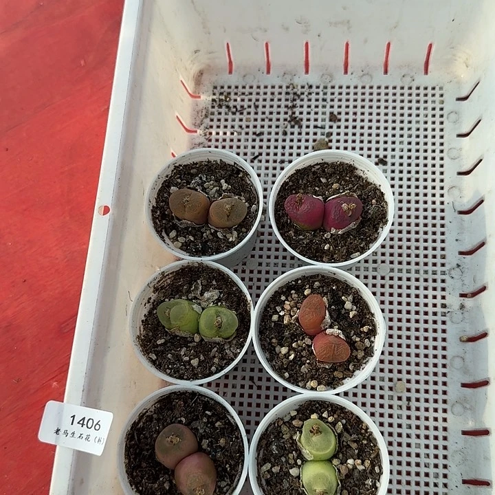 老马生石花毛1406