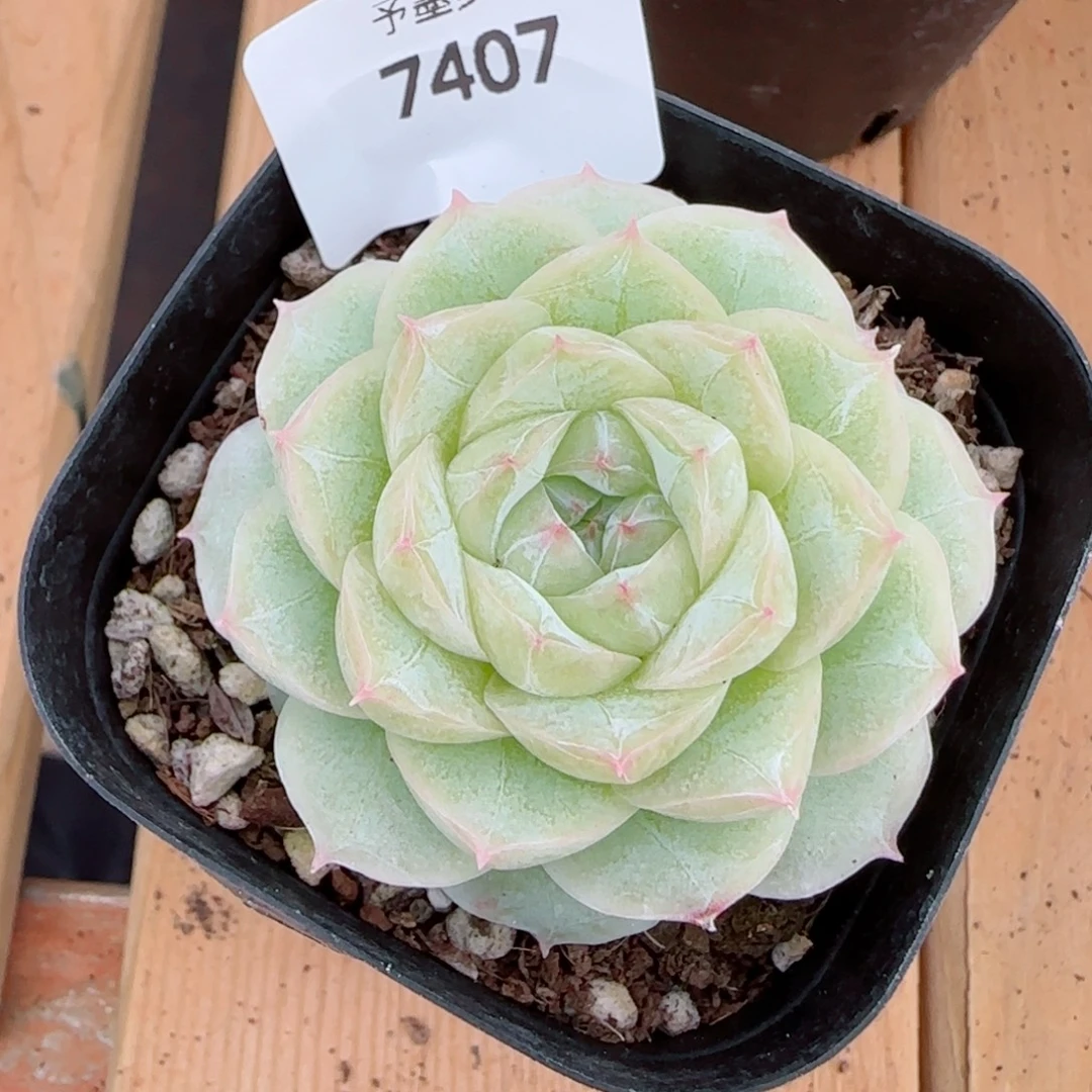 白体，7407多肉植物