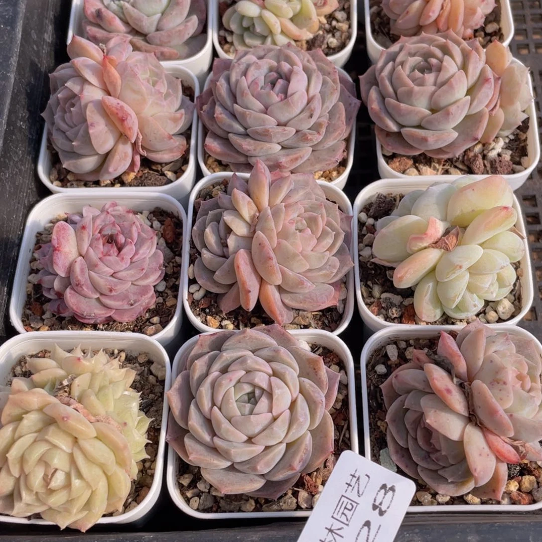 多肉植物多肉植物328