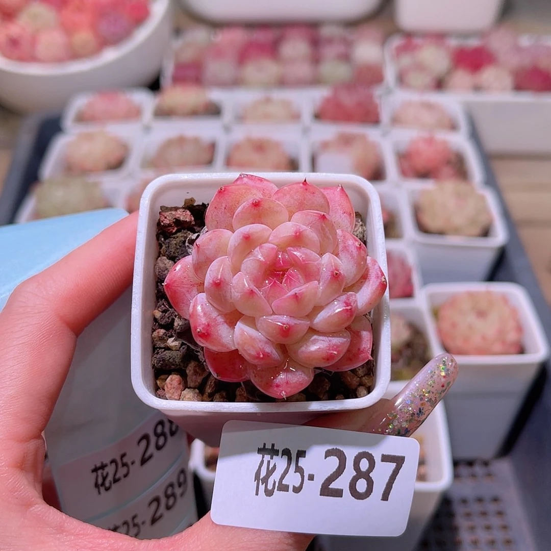 花利美25-287白桃汽水