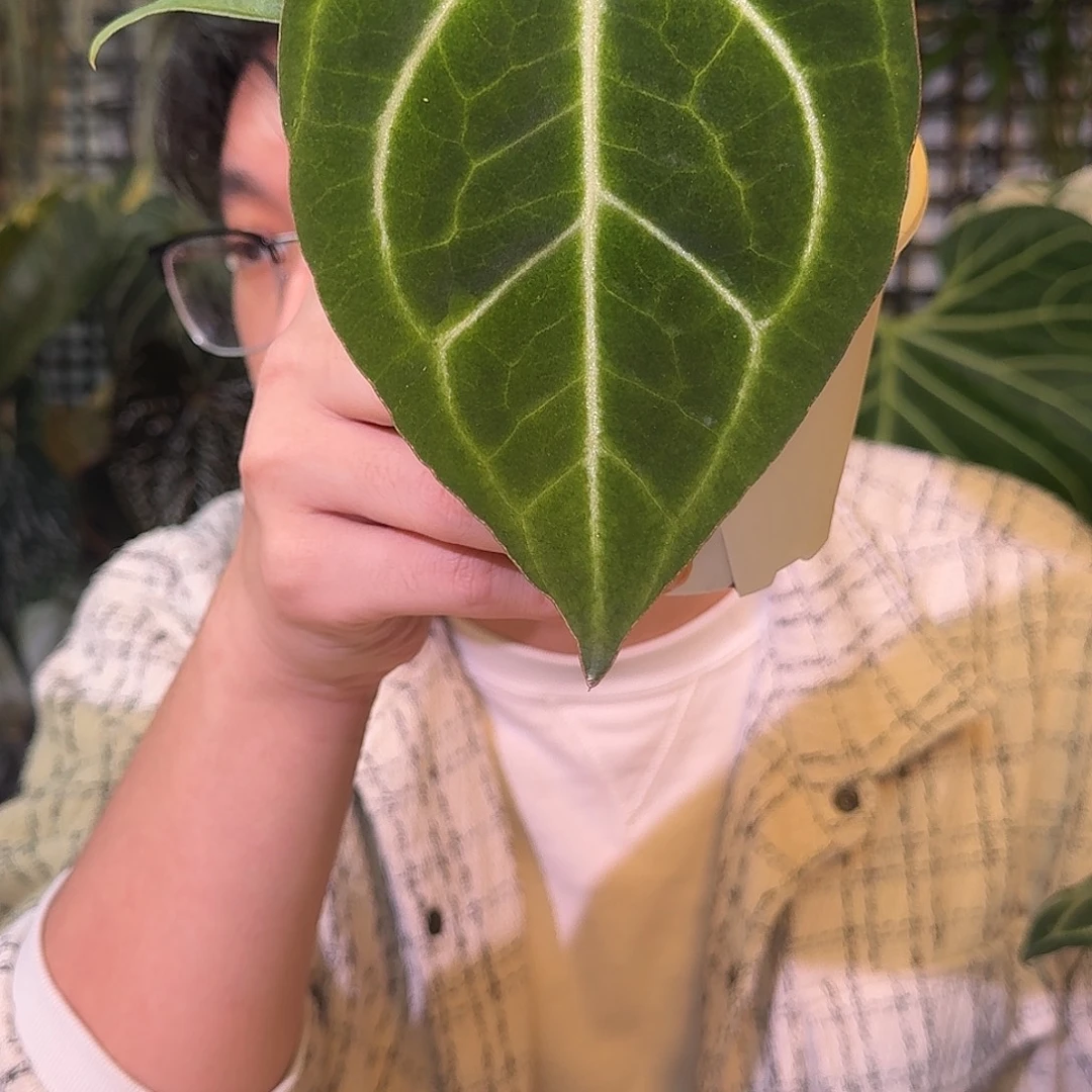 不开花植物G980绿丝绒抹茶锦