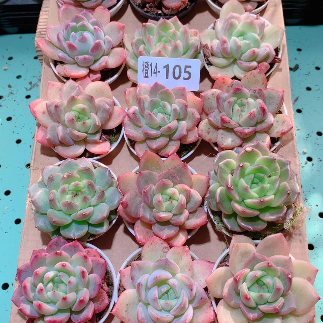 14-105一物一拍多肉带盆18颗