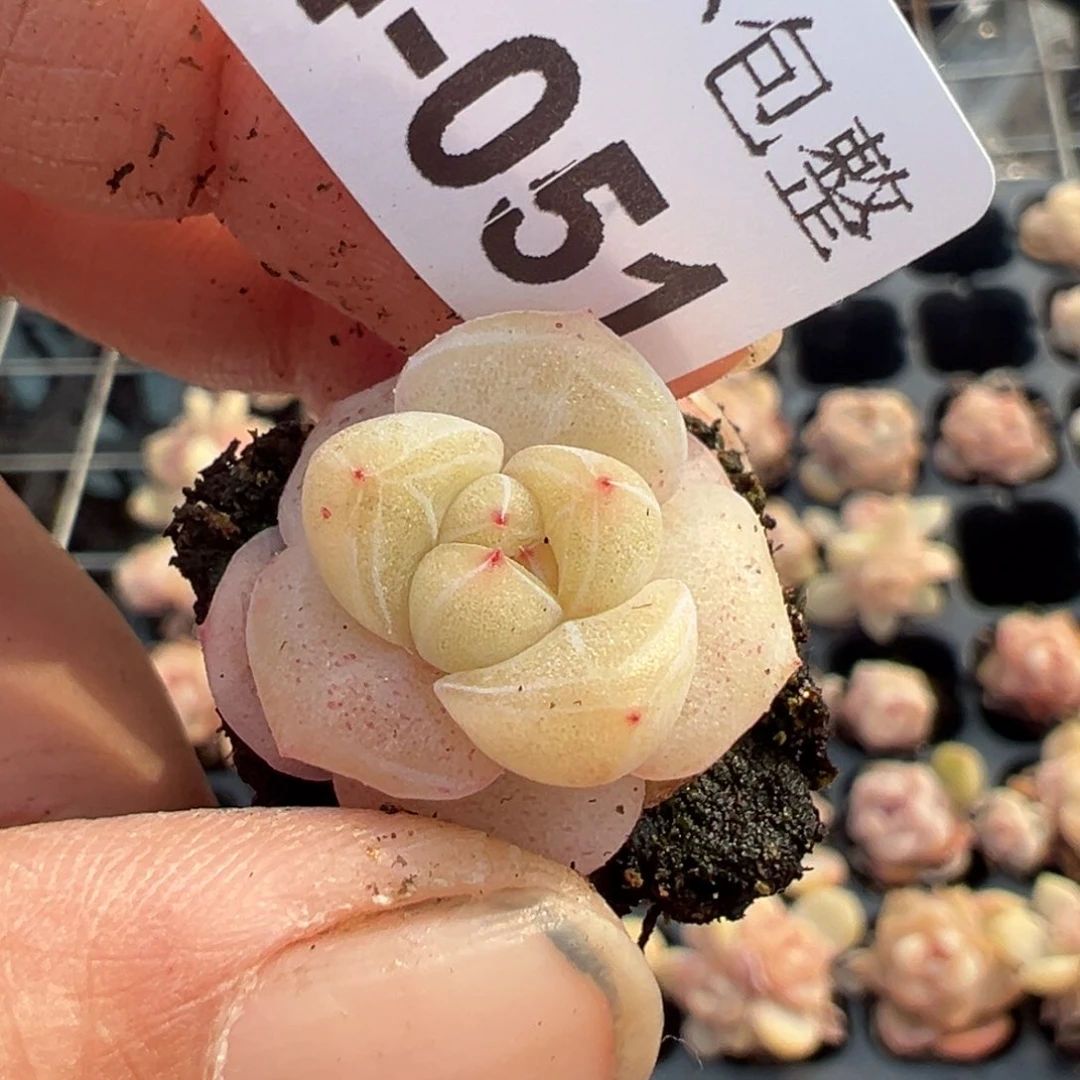 小卡拉米糖心一物一拍14-51