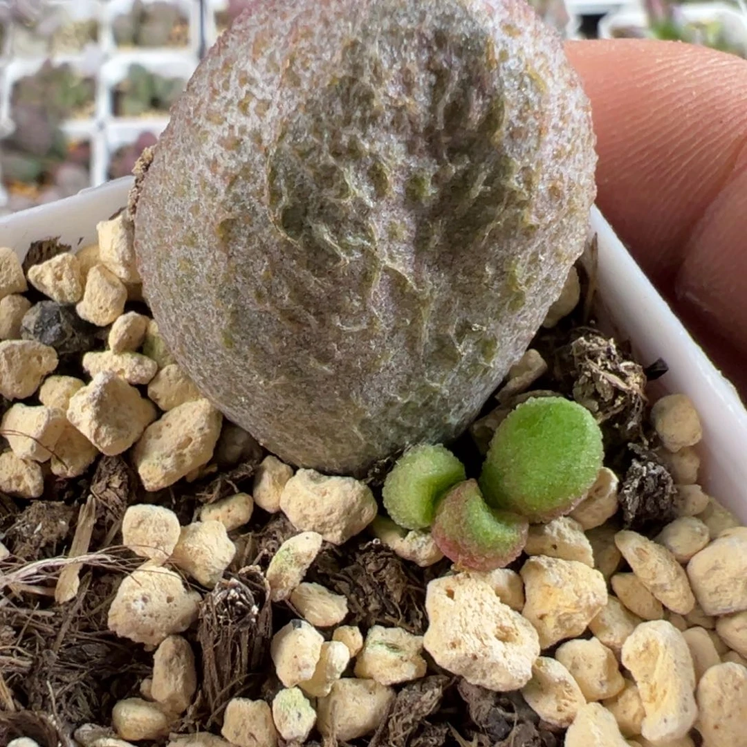 服部水泡多肉植物水泡