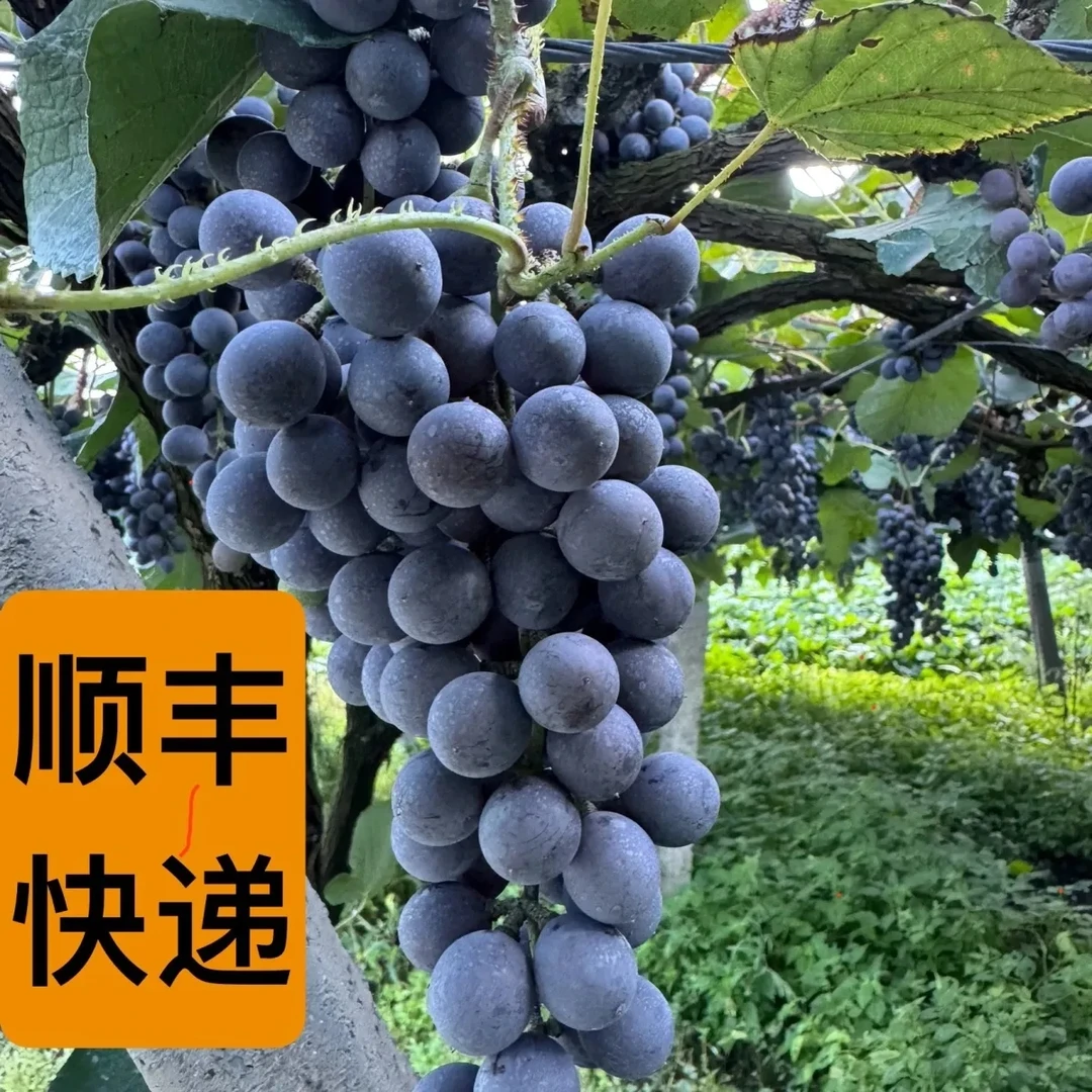 高山刺葡萄湖南怀化麻阳芷江刺葡萄酿酒葡萄挤着吃的葡萄顺丰包邮