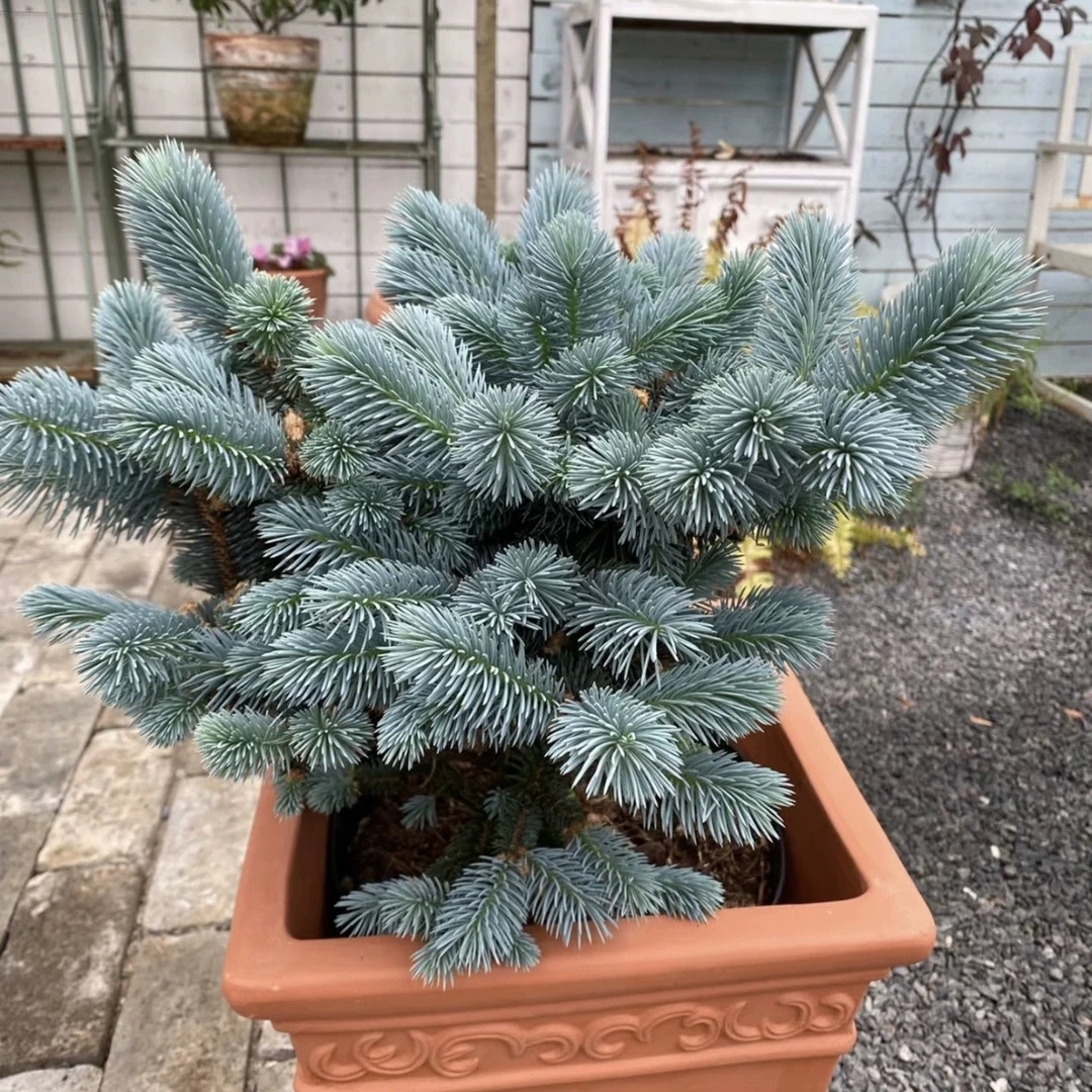 进口多品种针叶树 四季常绿多年生耐热耐寒阳台花园庭院植物盆栽