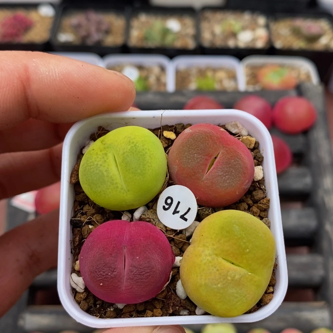 2.1漂亮多肉脱土716