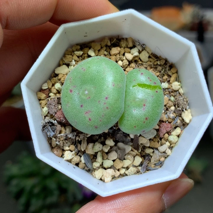 开***.精品多肉植物精品多肉