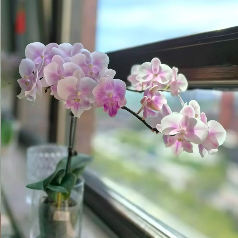 蝴蝶兰白海豚带花剑带花苞发货白色系大花型室内盆栽好养易活