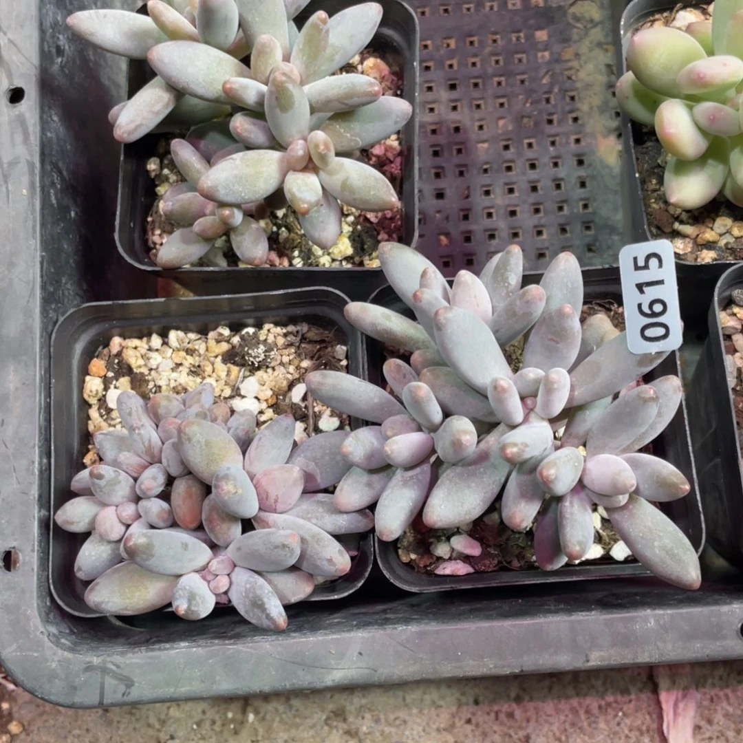 奶酪杂交十五一颗