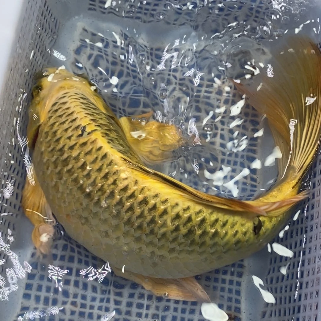 锦鲤冷水锦鲤包邮