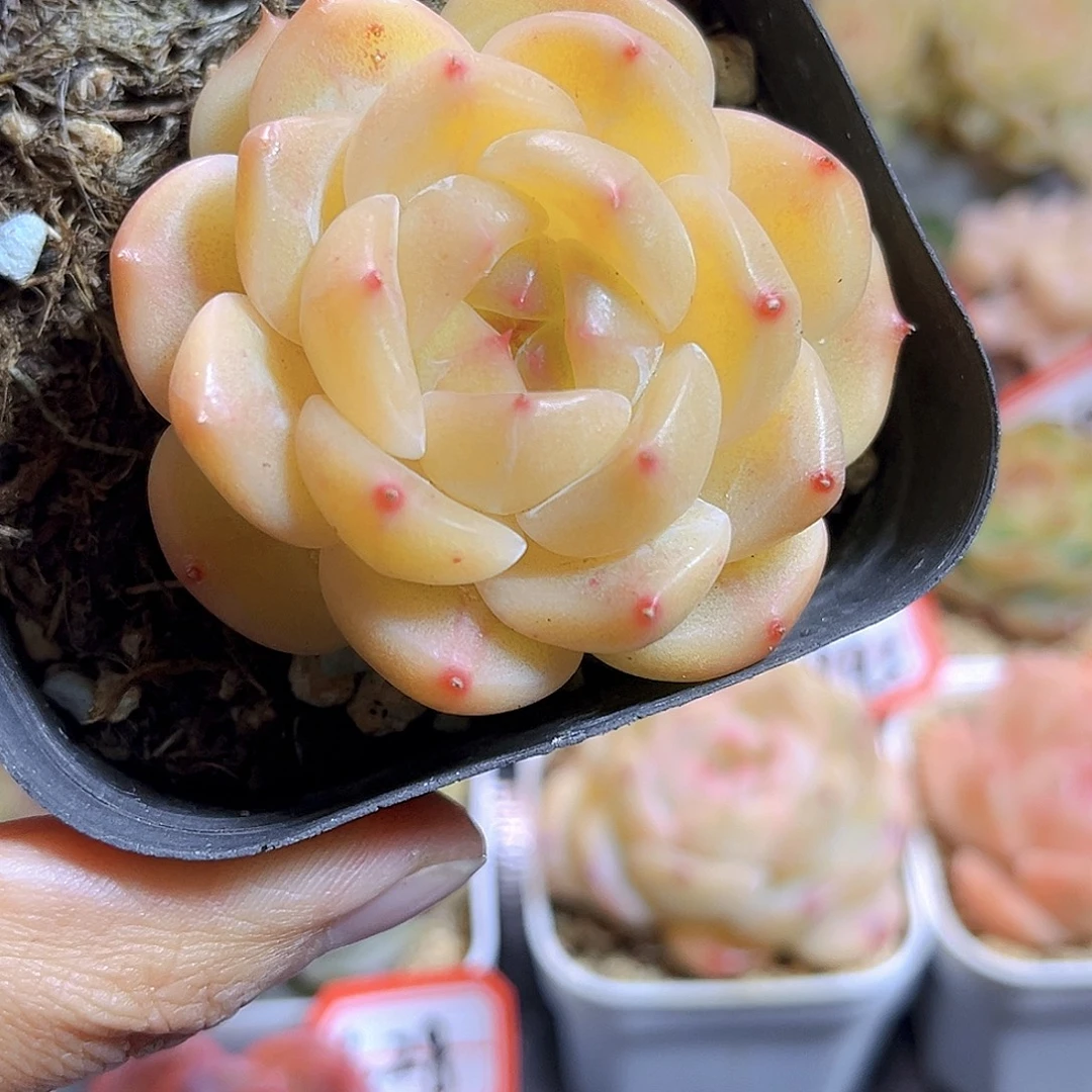 K30 日照金山   满18包邮