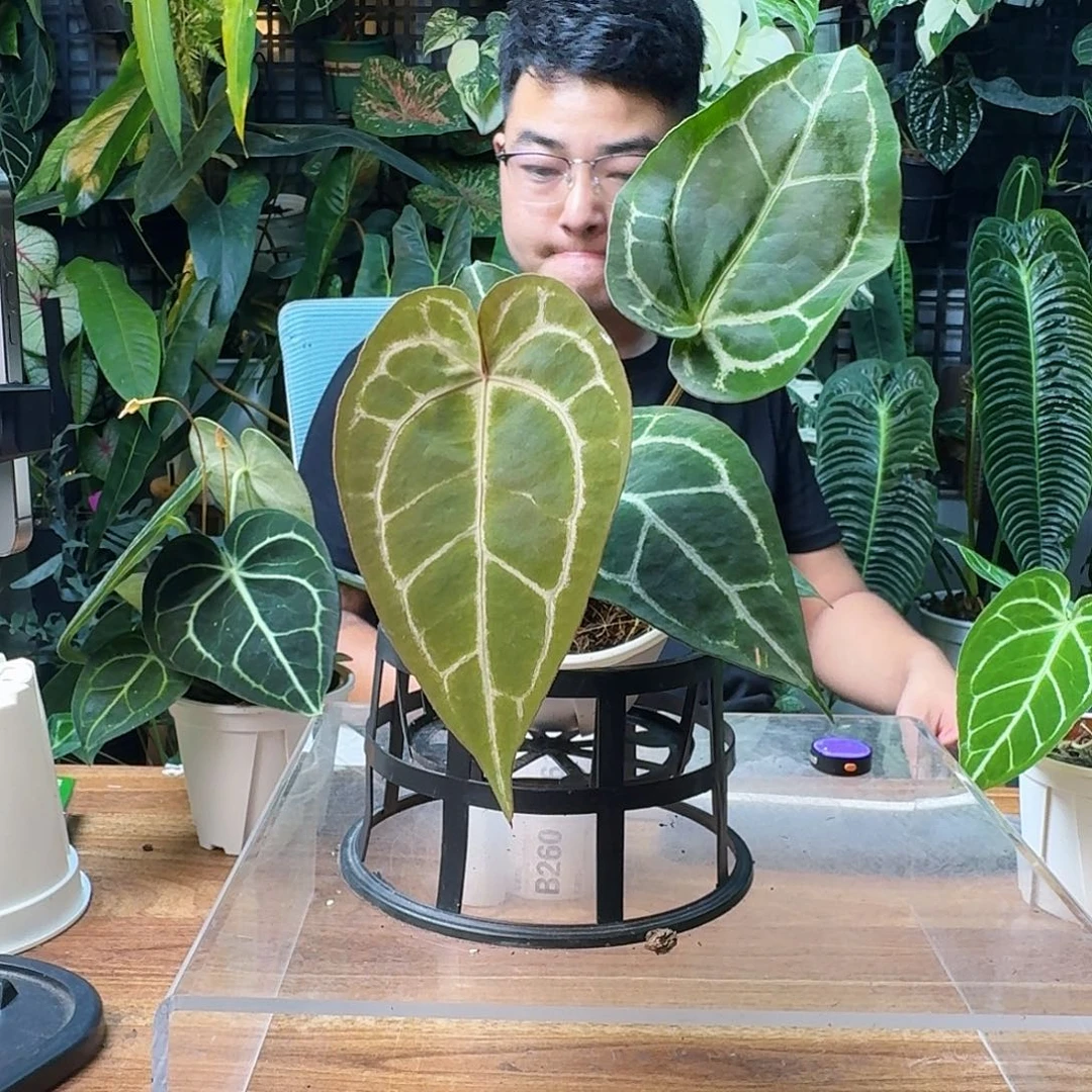 开***友无花朵一物一拍B259