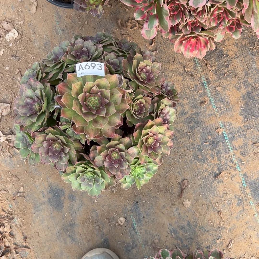 微***糖693倾城中班多肉植物