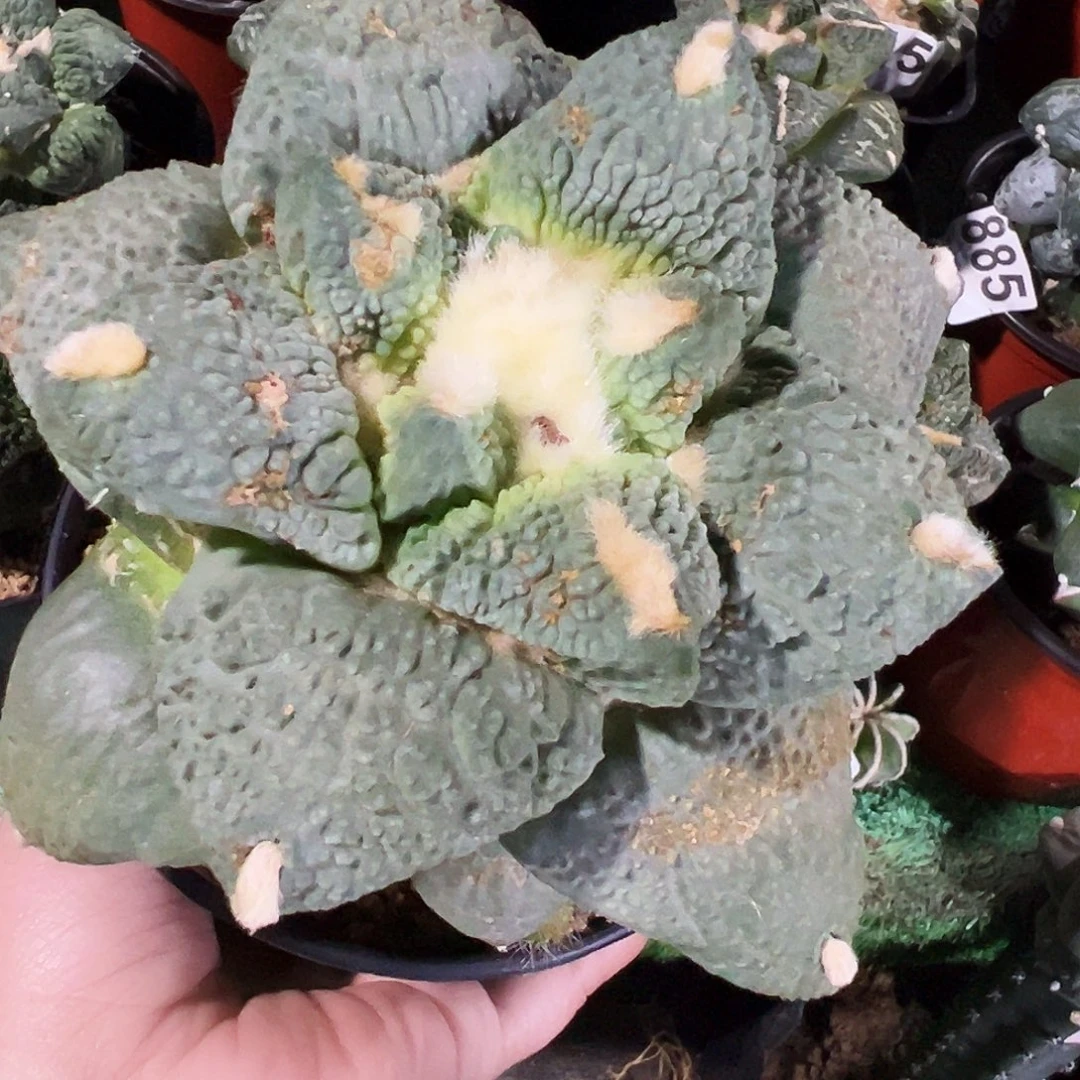 无花朵福利白肌颗粒怒涛152