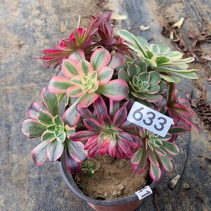 嫁接五彩斑斓633多肉不包断