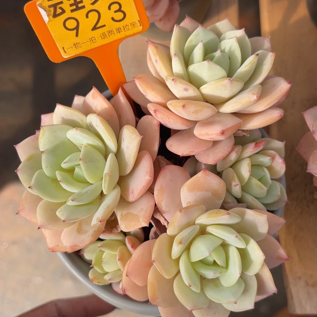 云尘多肉一物一拍923