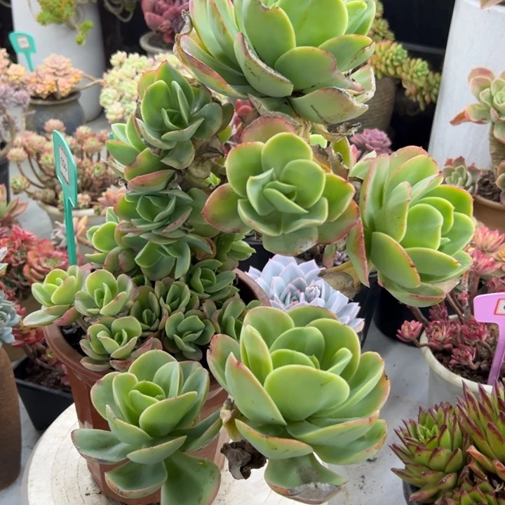 孙*娘碧桃多肉植物004