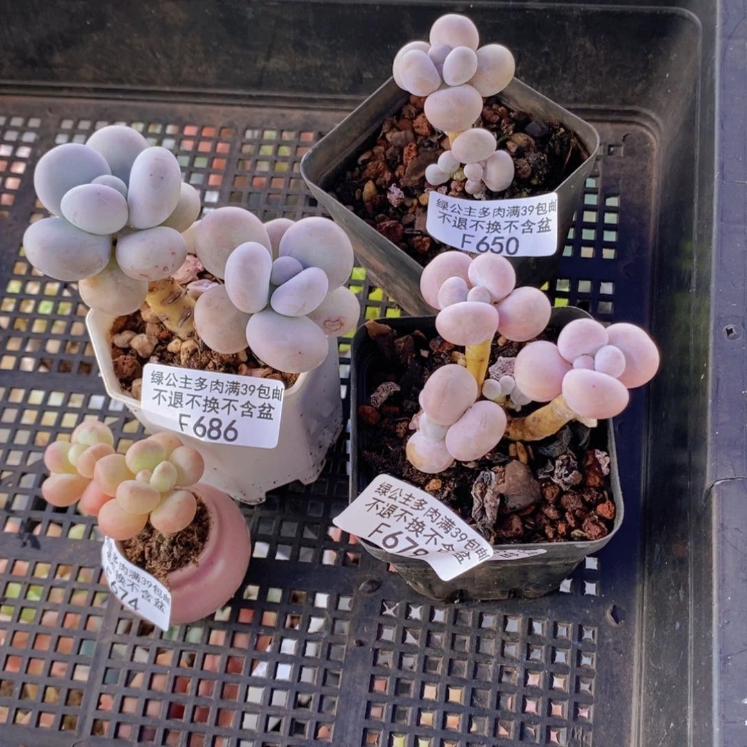 萤火虫13带盆橙奶19，12水15多肉植物