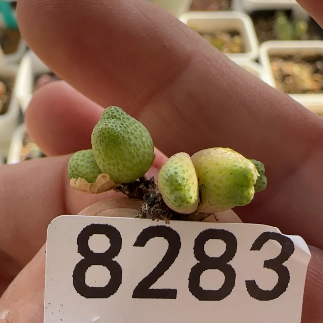 【闪购商品】修***指8283