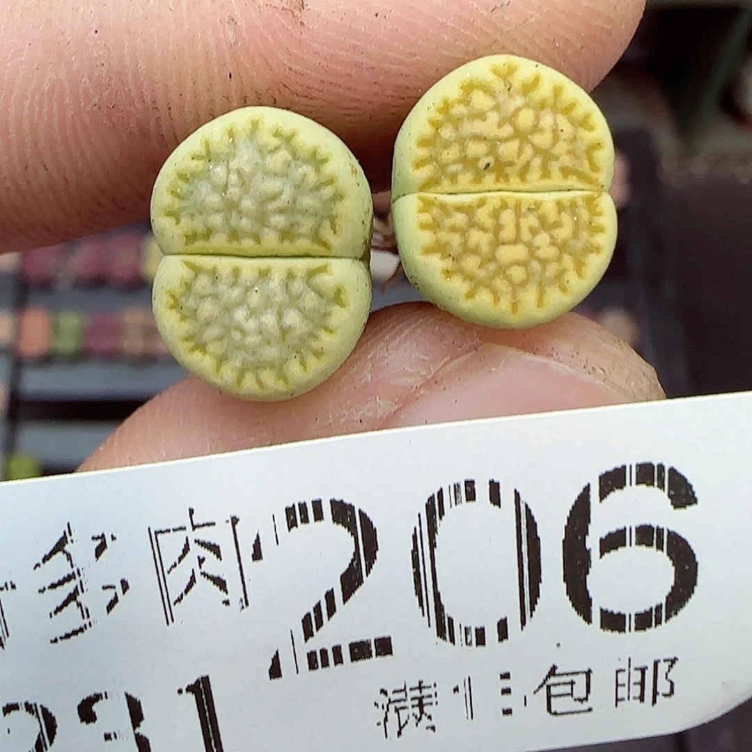 蓝***乐满满18包邮1231-206