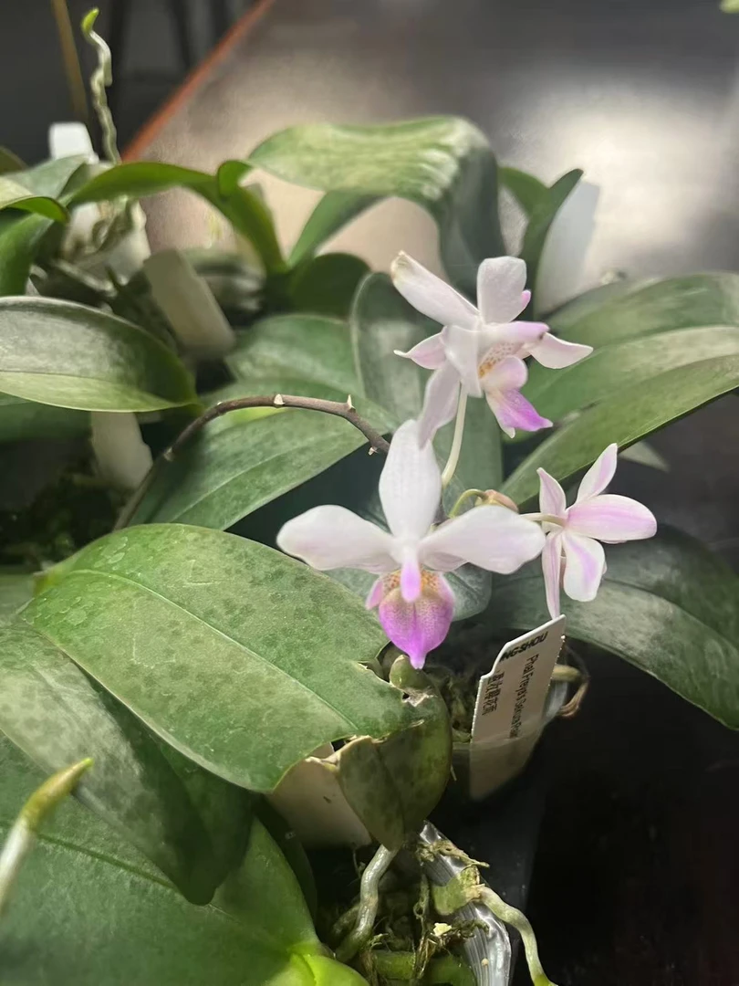 樱花雨 2.5寸 开花或花剑株 鲜花绿植