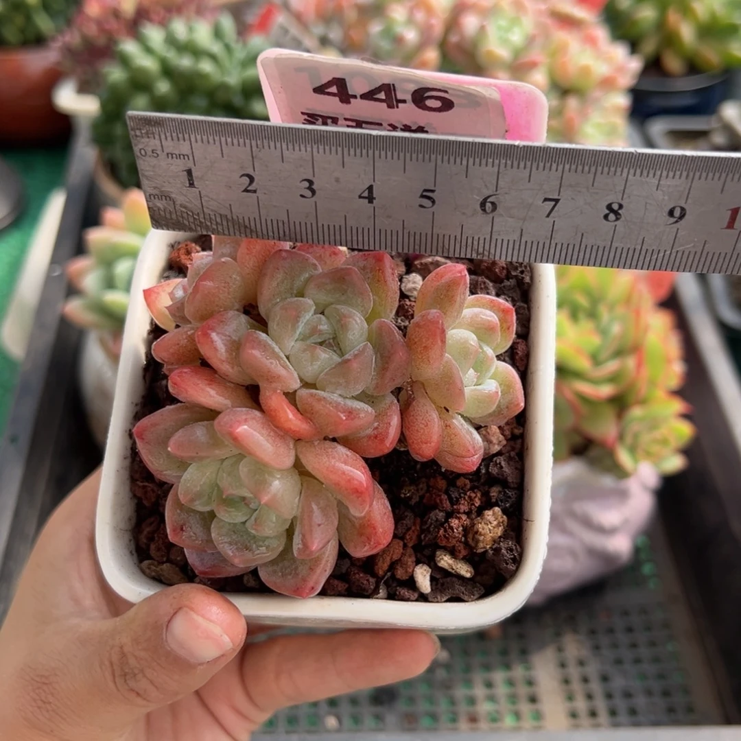 表妹精品多肉植物446.