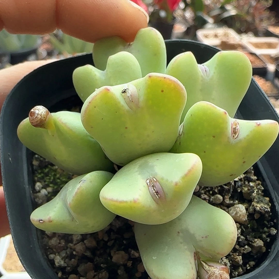 空28包邮脱土发货29539