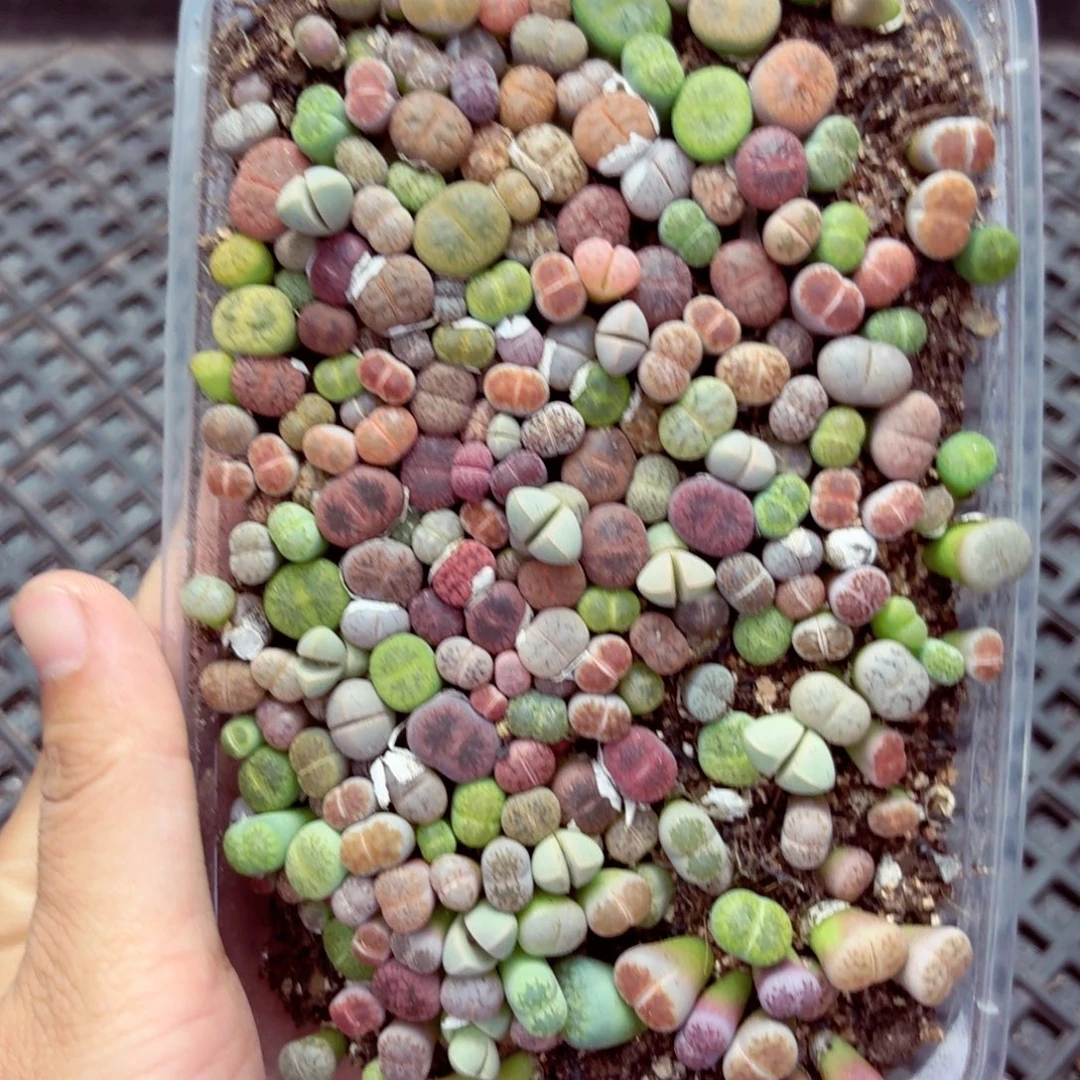 5835—生石花  生石花