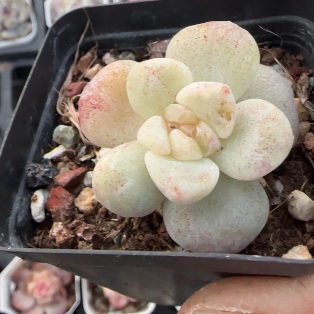 多肉小卡拉米糖心一物一拍