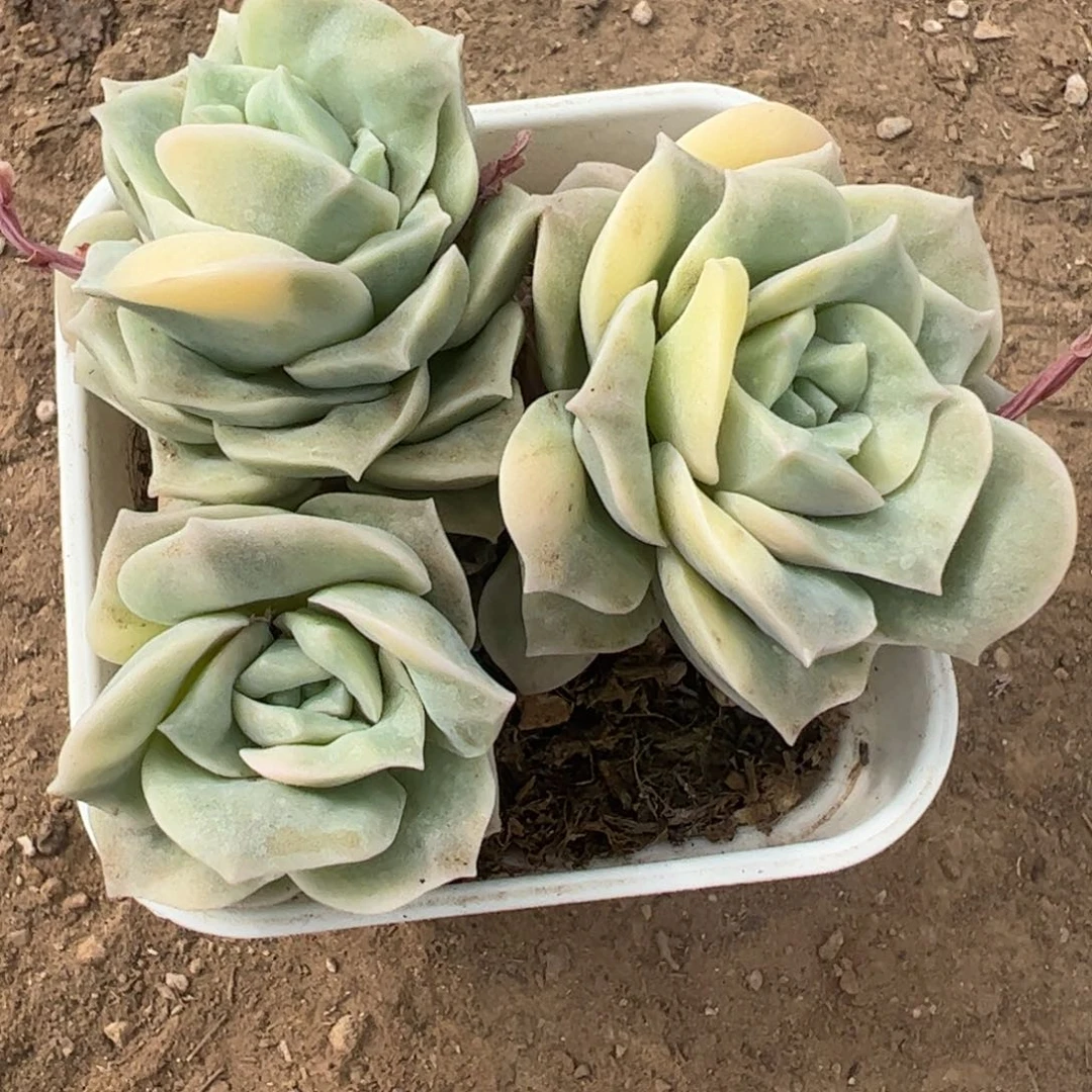 丫*多肉植物多肉植物