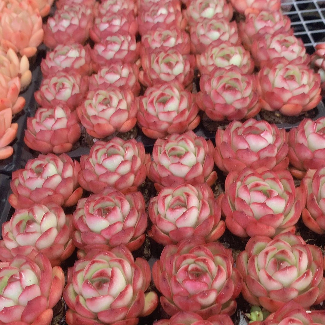 三颗花田错345678899990000