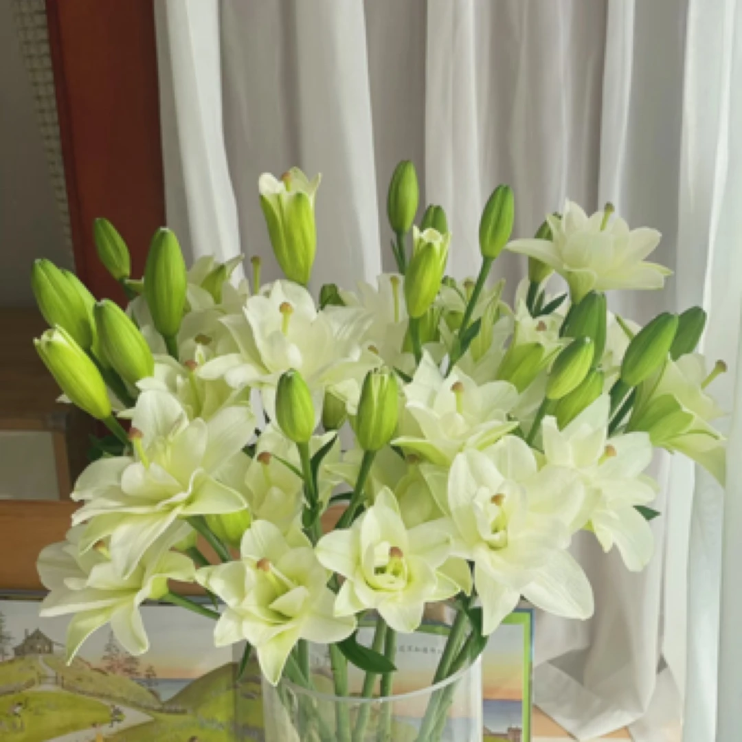 丽城重瓣亚百合2-3头（直播间展示为准/任意两单升级快递）