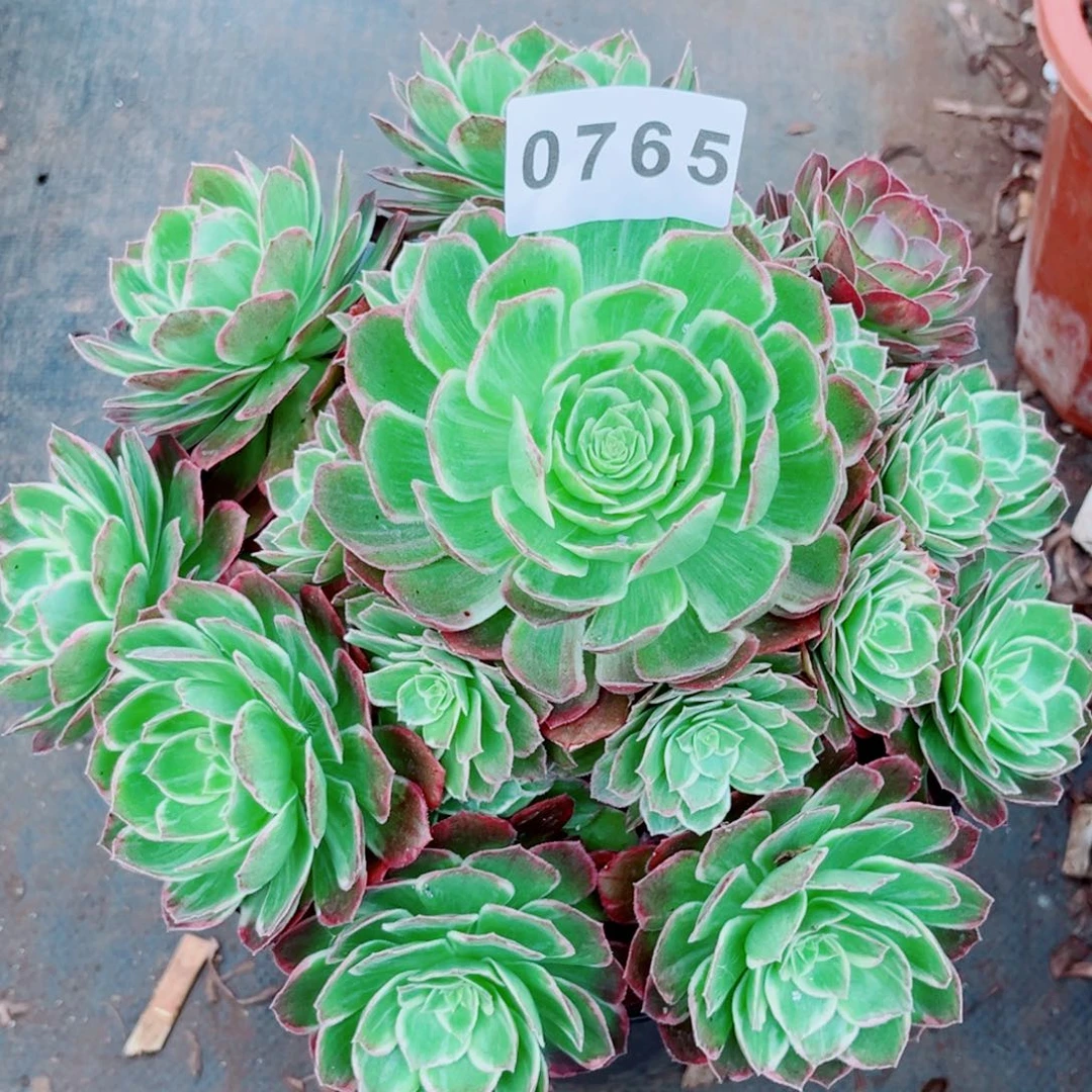 优***水蜜桃寄养不包邮秋天发货