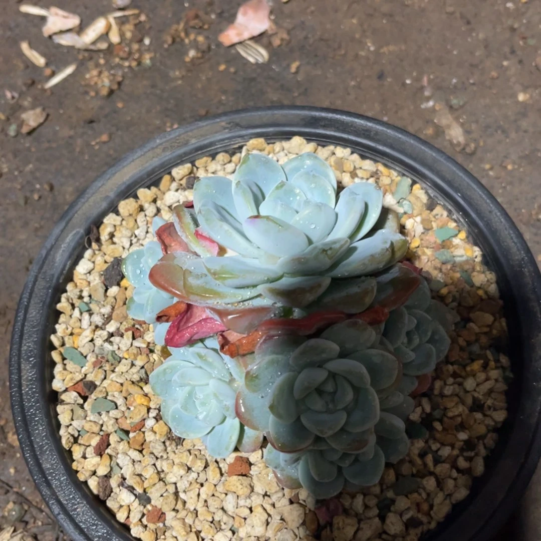 老阿姨花卉一物一拍