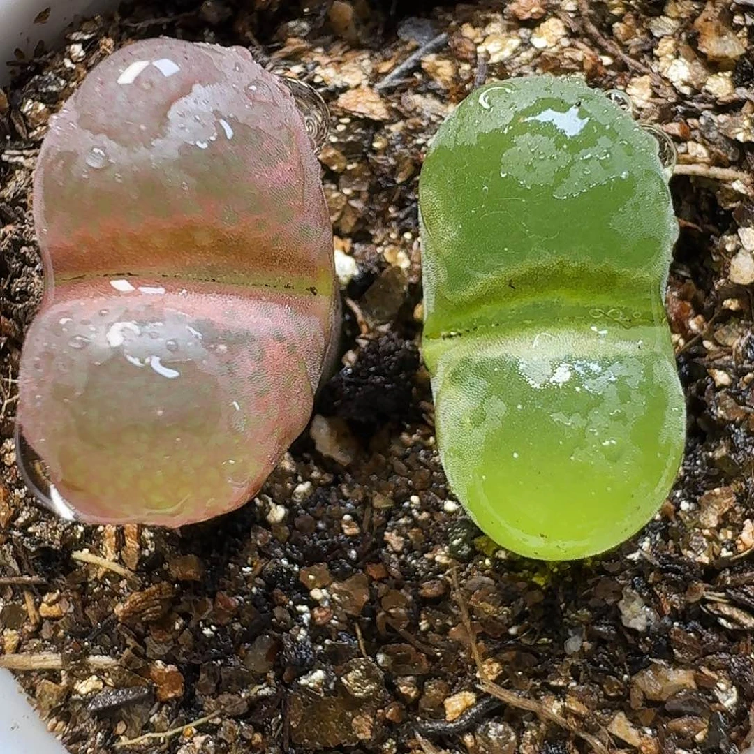生石花221122。  320