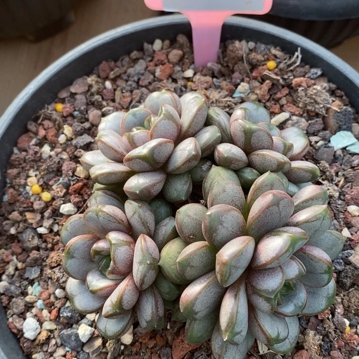 D149- 直播福利 葡萄群生