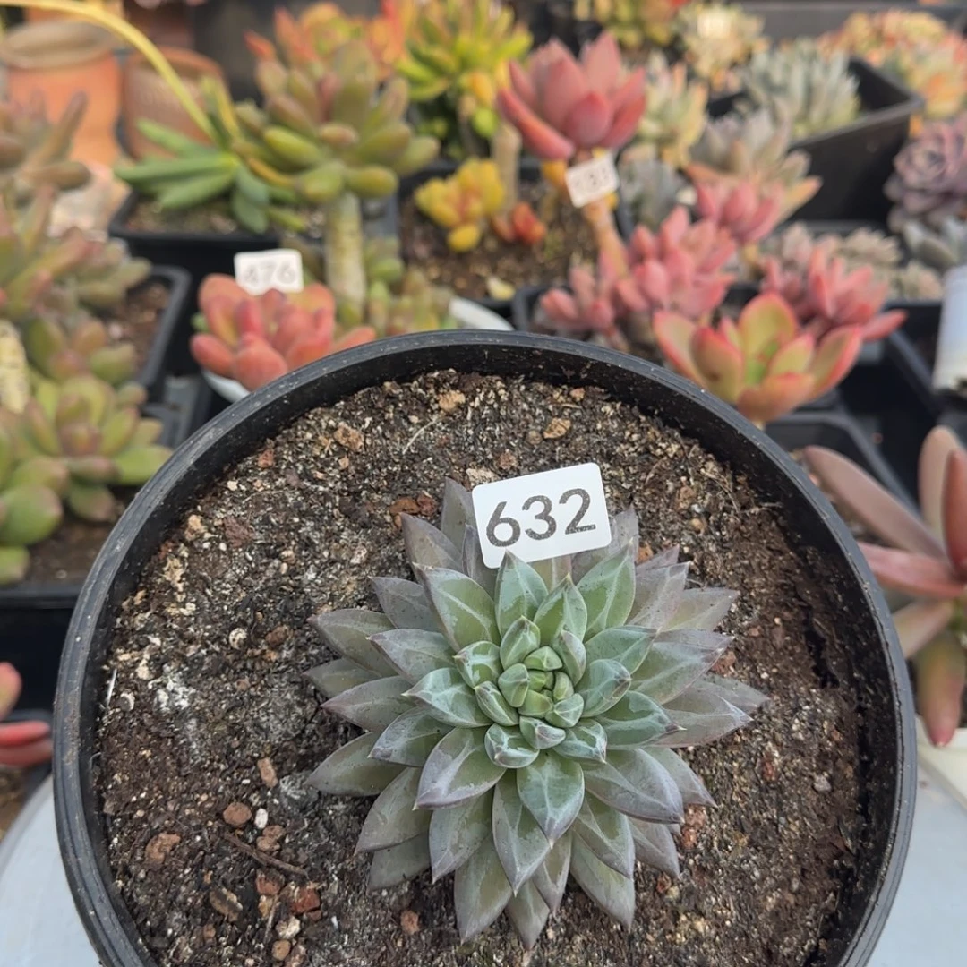 632号 一物一拍一物一拍