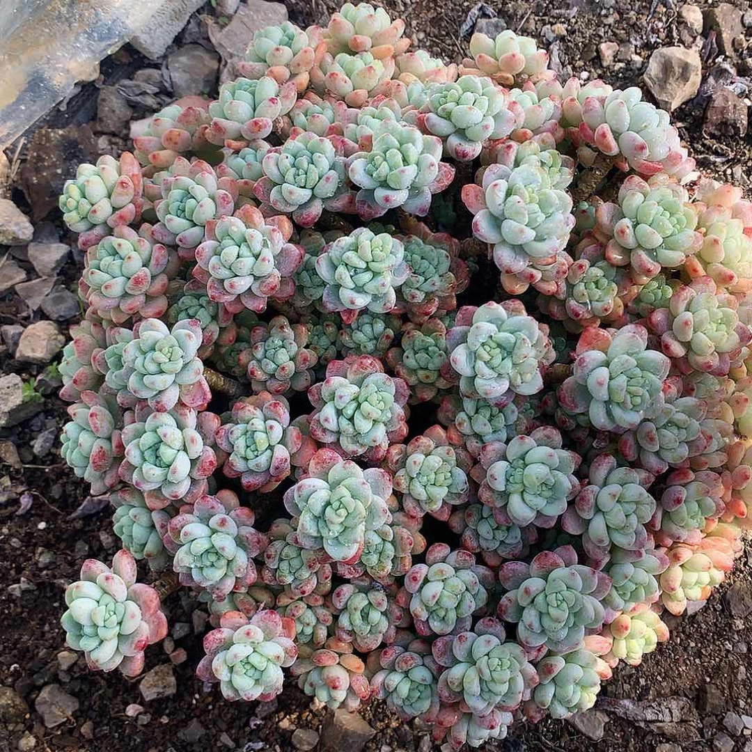 罗琦多肉一物一拍