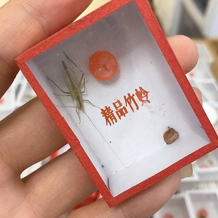 天水竹蛉两只啊啊啊