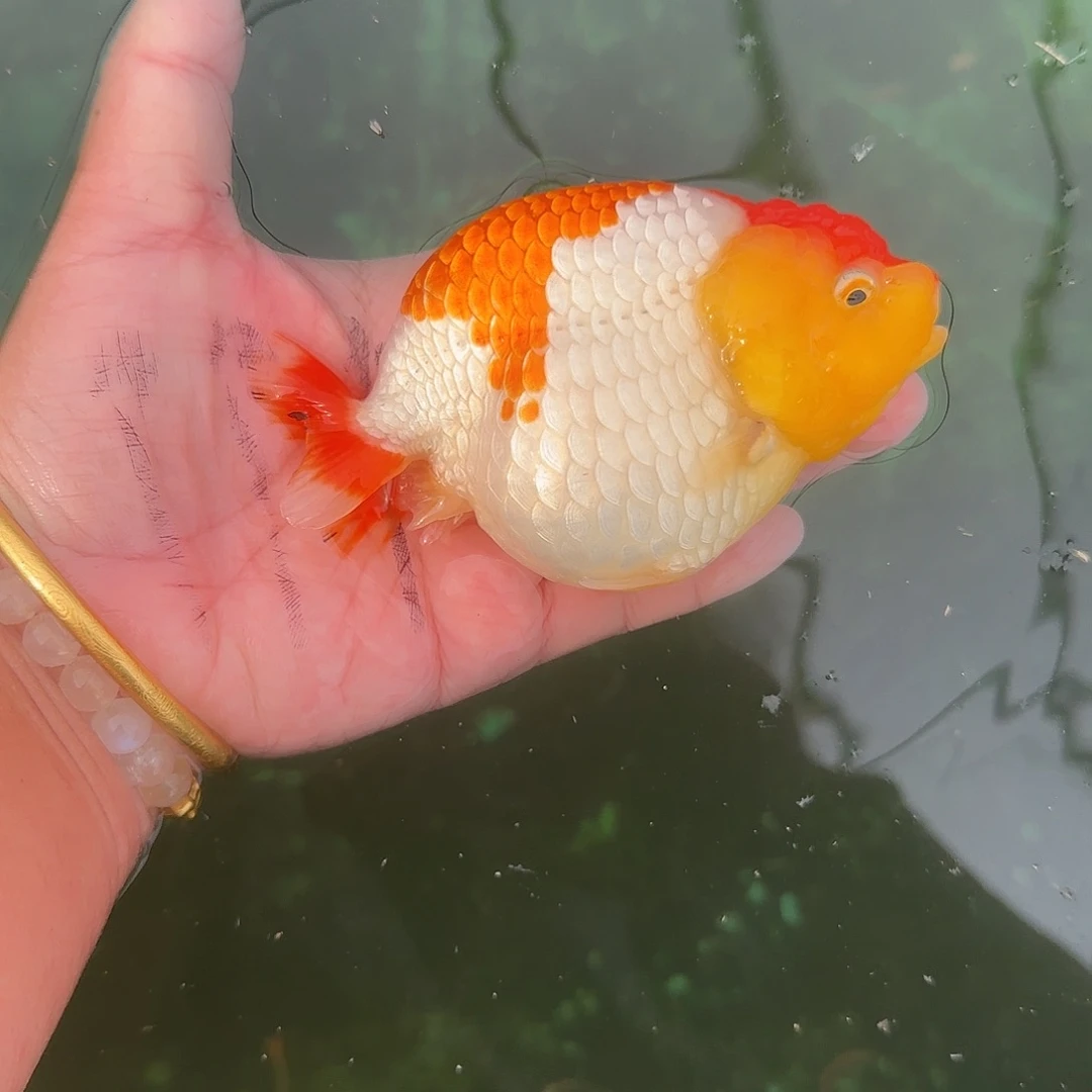 金鱼红顶通背红白