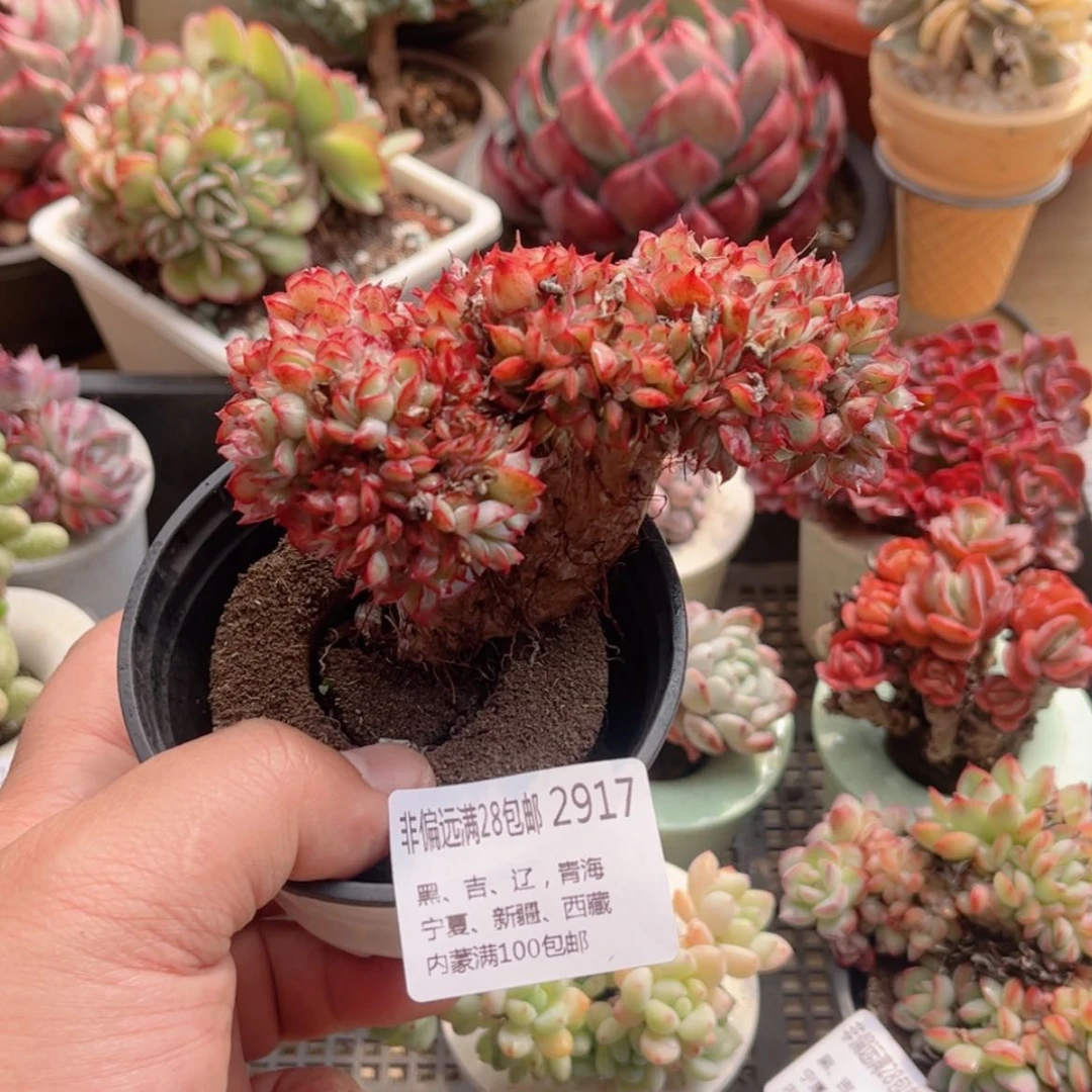 【闪购商品】小*2917月光女神