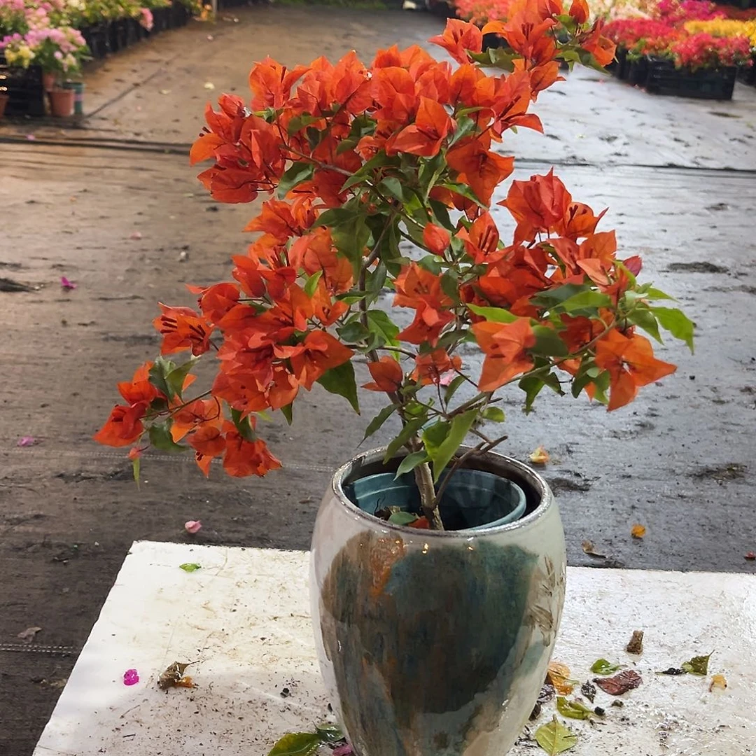 大部分花苞少量开放红桑巴掌中宝一颗