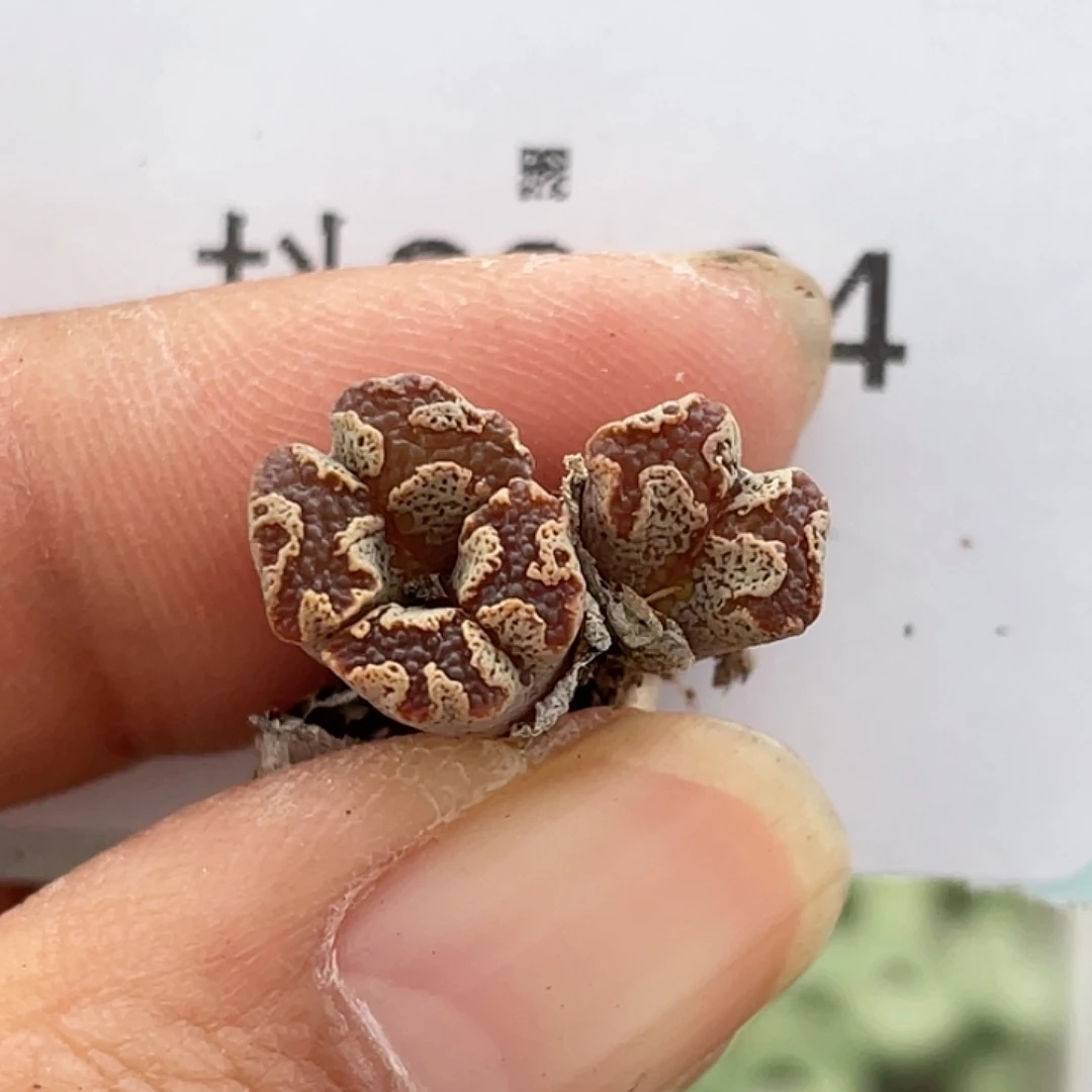 22-64超碟多肉植物