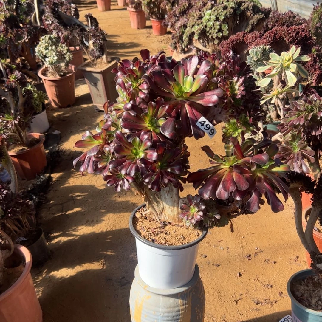 花纳朵缀499官府40有伤晃荡